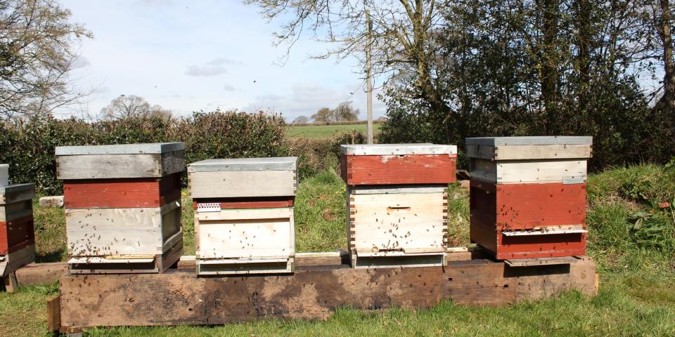 National beehives