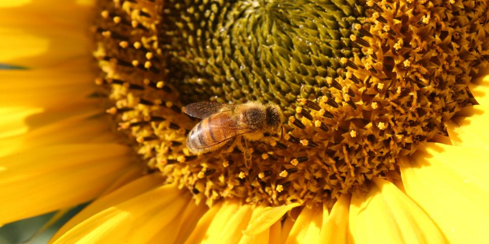 Honey bee on sunflower