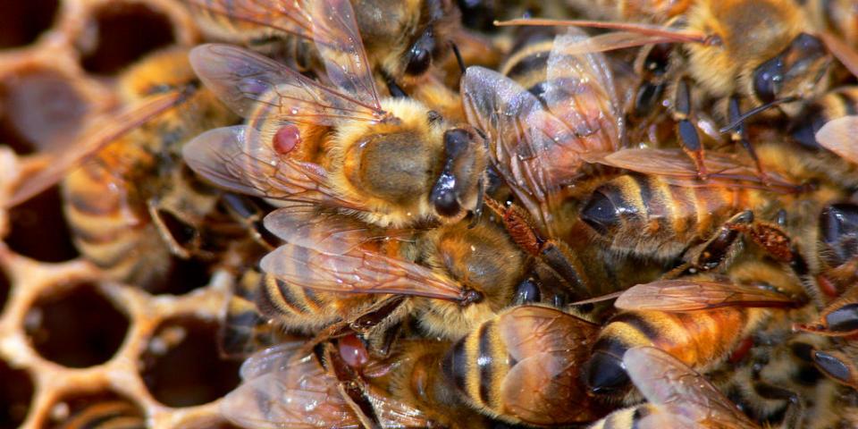 Varroa mites on honey bees