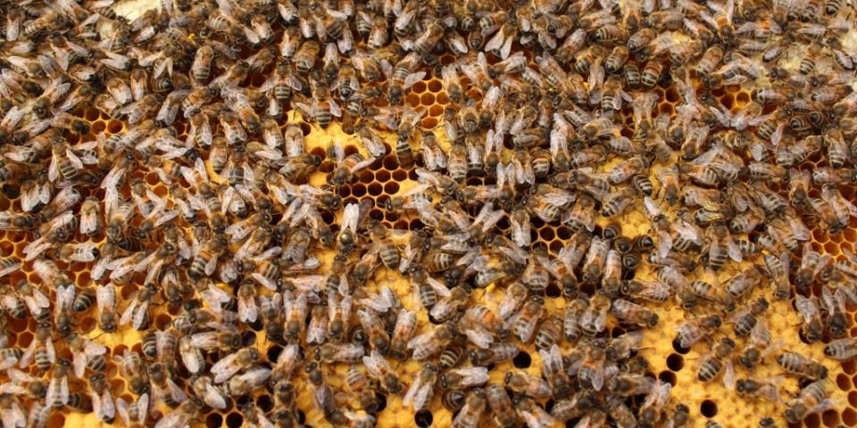 Frame of brood - spot the queen!