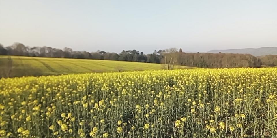 Fields of oil seed rape