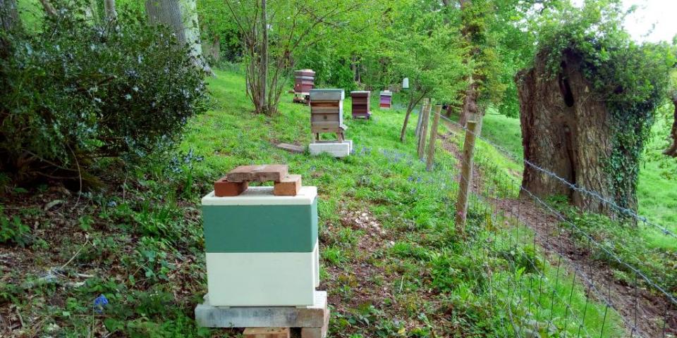 Swarm prevention - queen in poly nuc hive