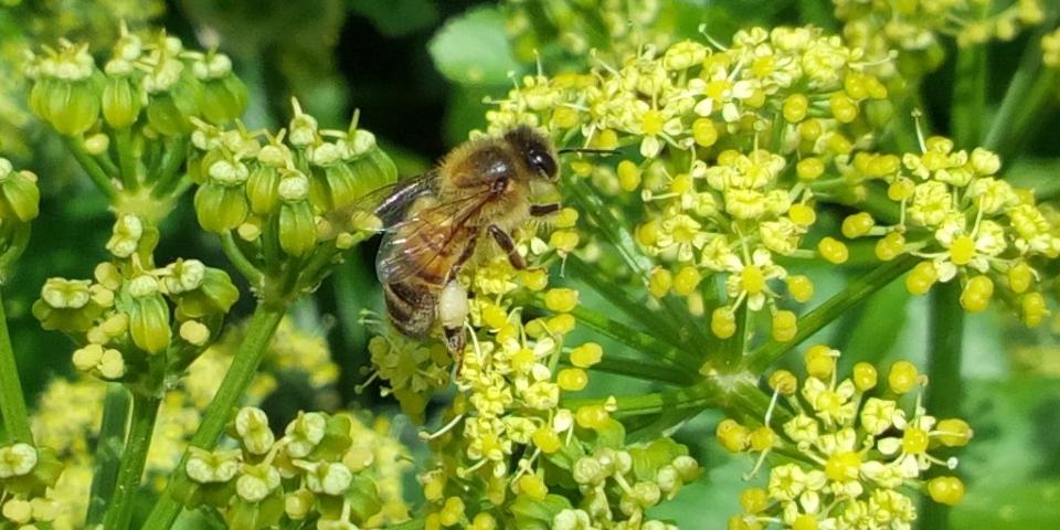 Honey bee gathering pollen from Alexanders flowers