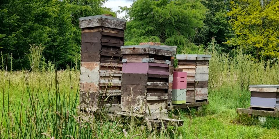 Beehives in apiary