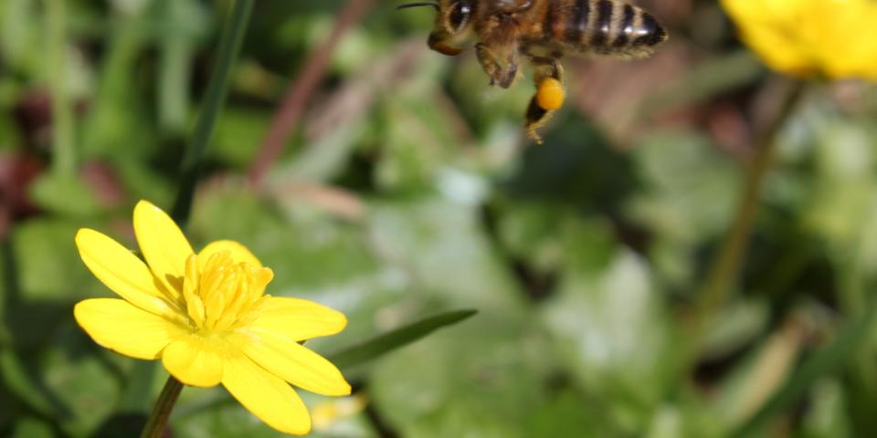 Honey bee in flight
