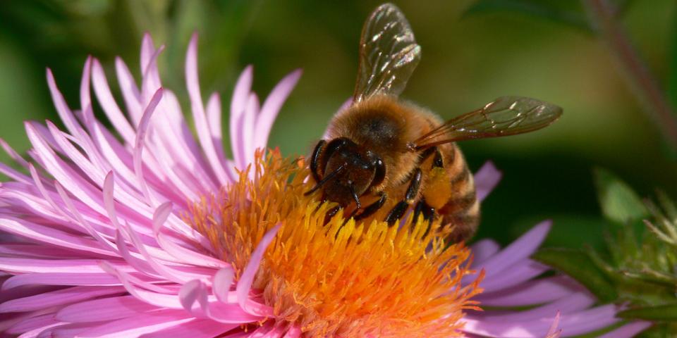 Honey bee on flower