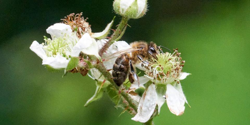 Honey bee on bramble flower