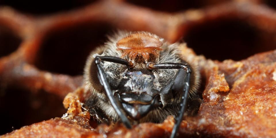 Varroa destructor on the head of an emerging bee