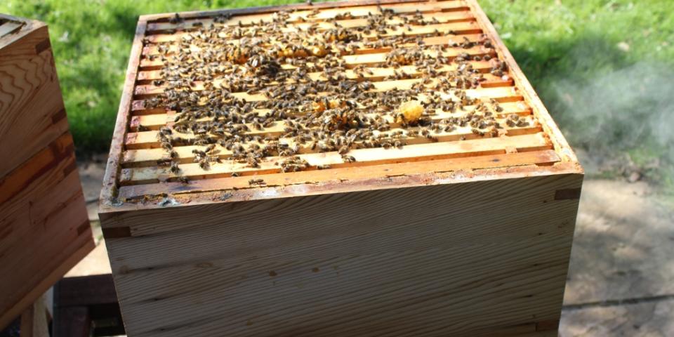 First inspection of brood box this year