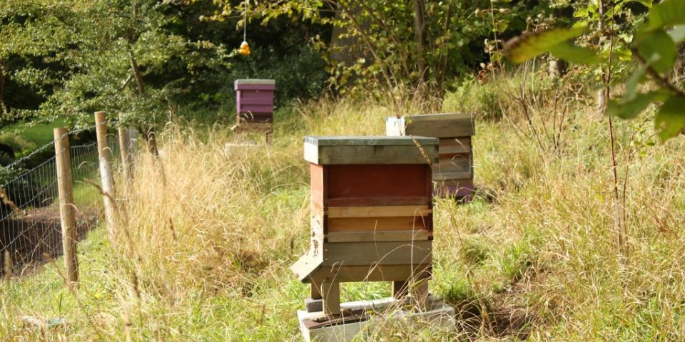 Hives in the apiary