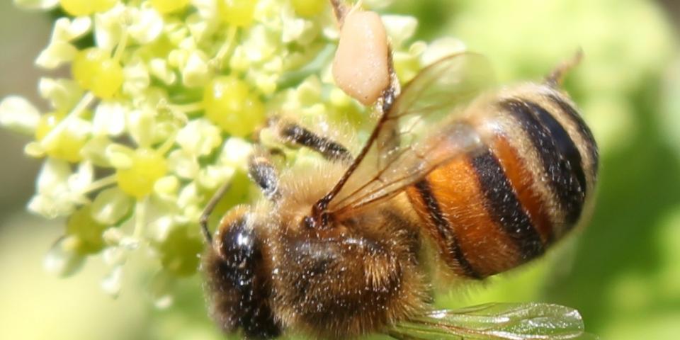 Honey bee gathering pollen from Alexanders plant