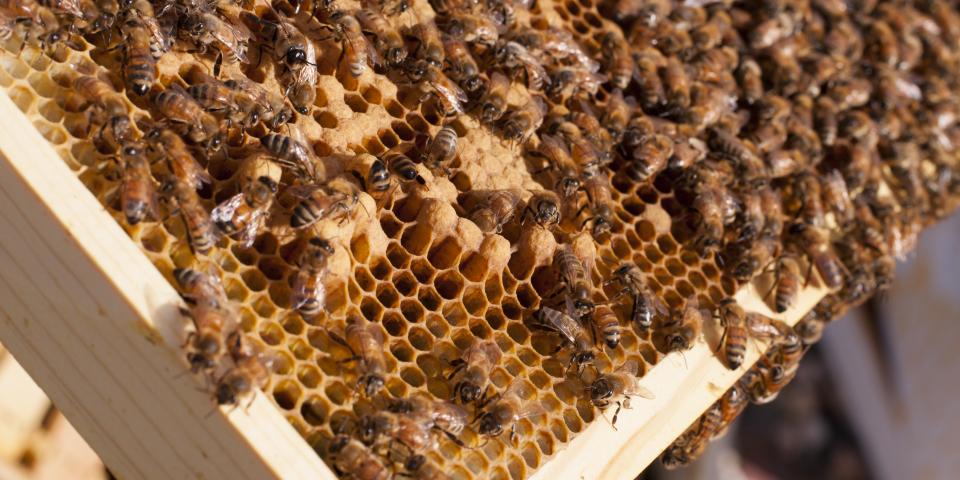 Honey bees on a frame in the brood box