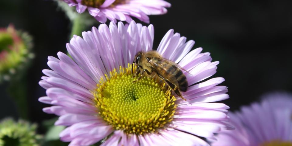 Honey bee on beach aster