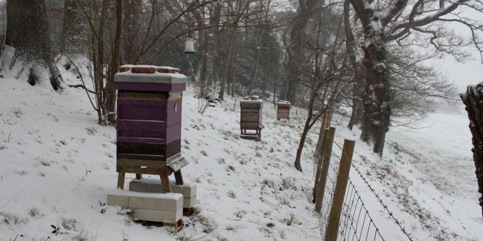 Snow at the apiary