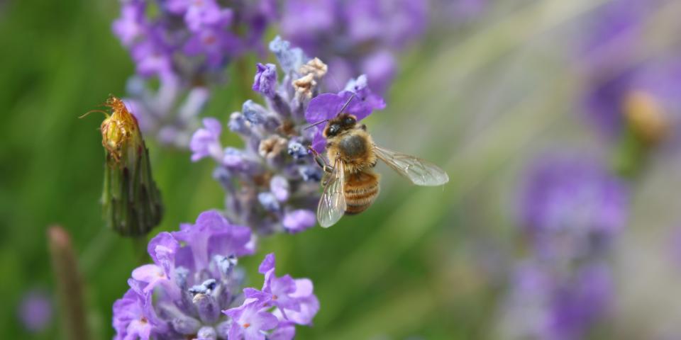Honey bee on lavendar