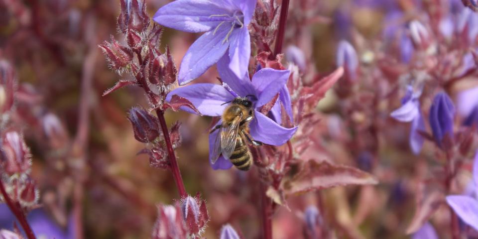 Honey bee on garden plant