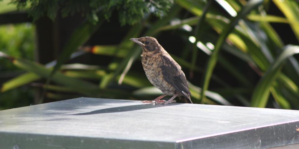 Fledgling blackbird