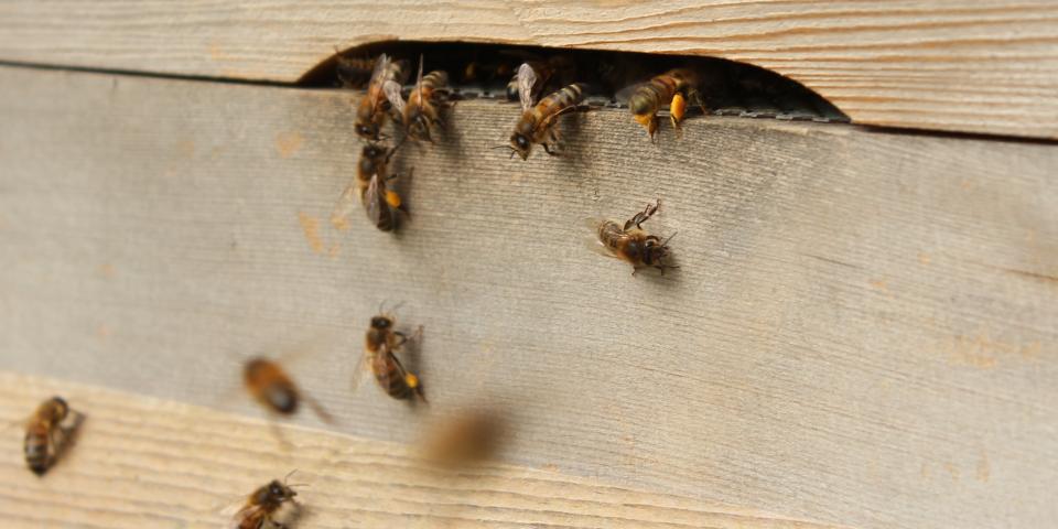 Bees bringing back pollen