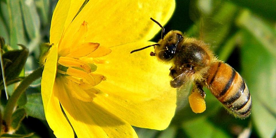 Honey bee on a flower