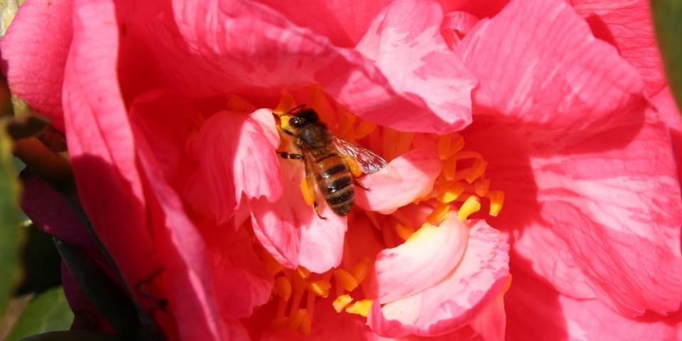 Honey bee gathering nectar on camelia plant