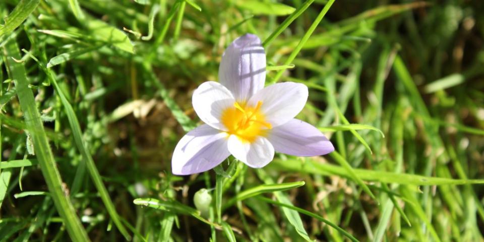 First crocus this year in garden