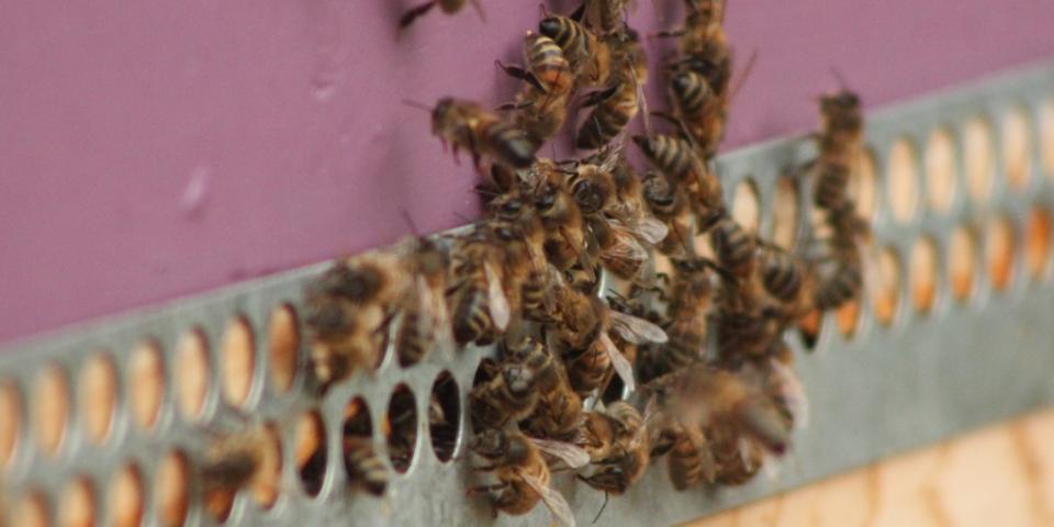 December honey bees