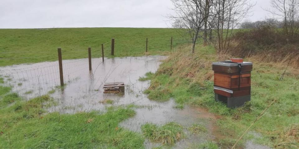 Flooding near beehive