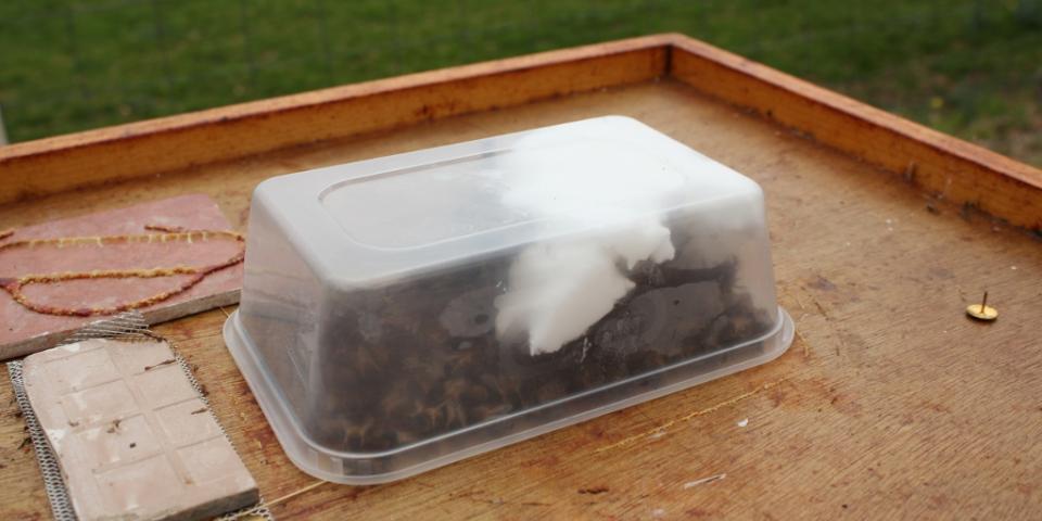 Fondant being fed to honey bees