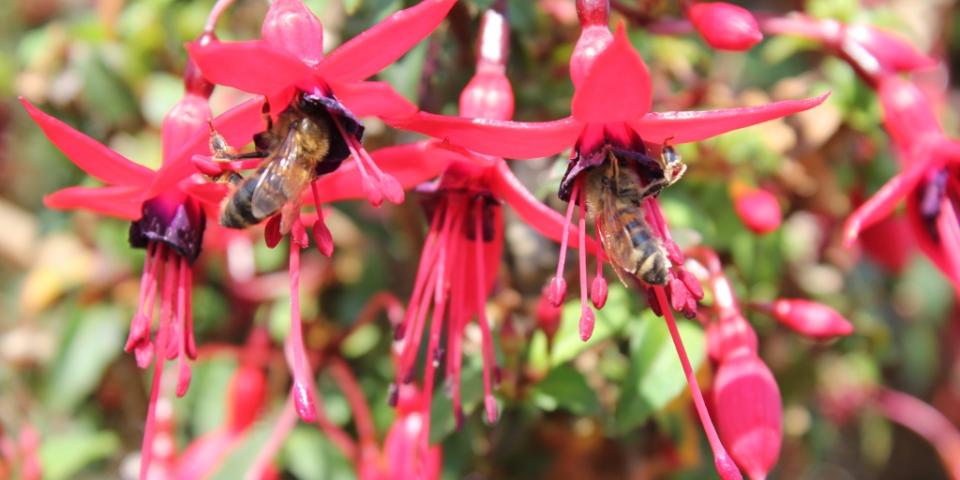 Honey bees working fuchsia flowers
