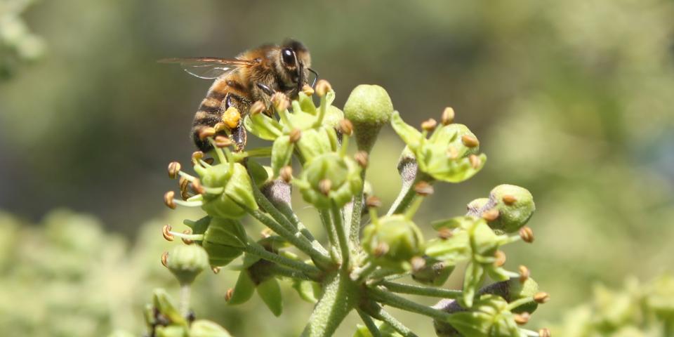 Honey bee on flowering ivy