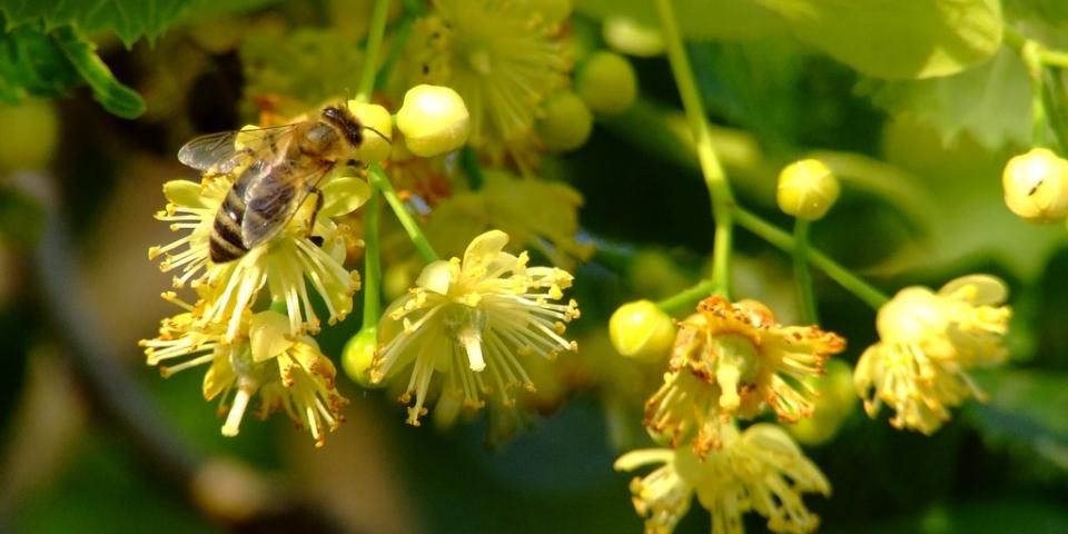 Honey bee on lime flower