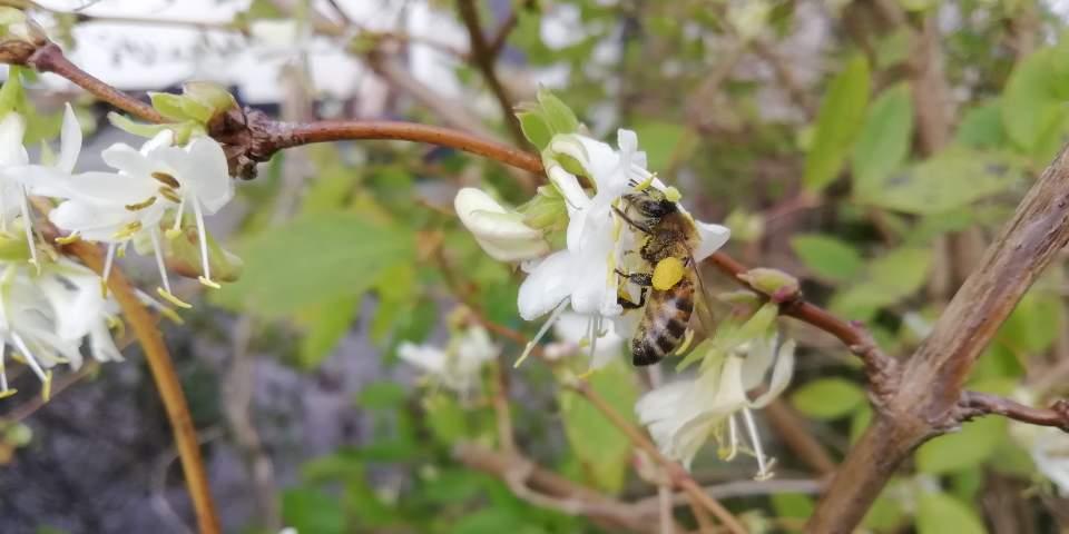 Honey bee gathering pollen from winter honeysuckle