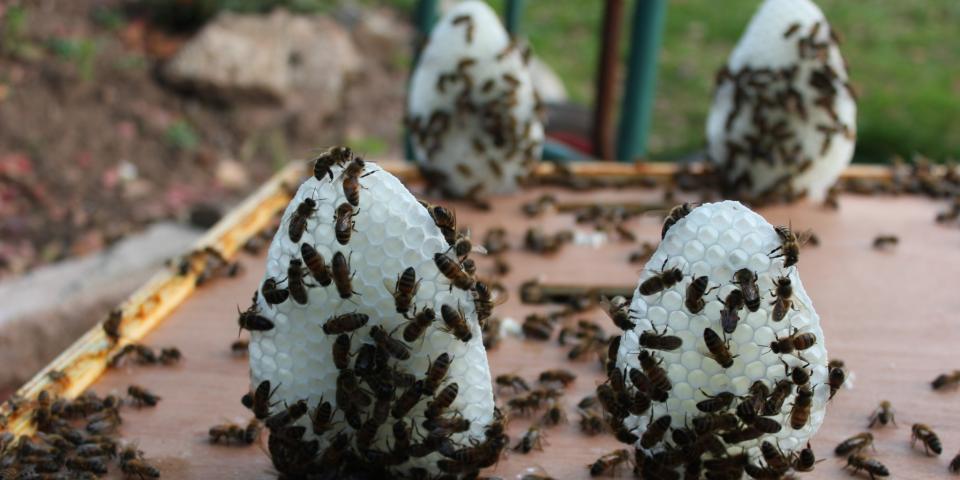 Honey bees building comb