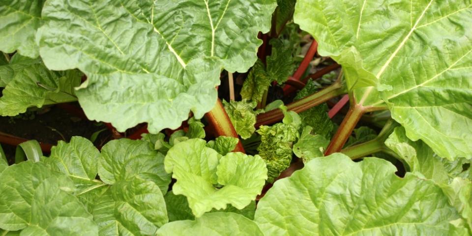 Rhubarb patch in garden