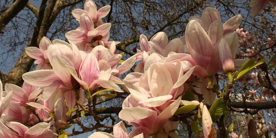 Magnolia flowers