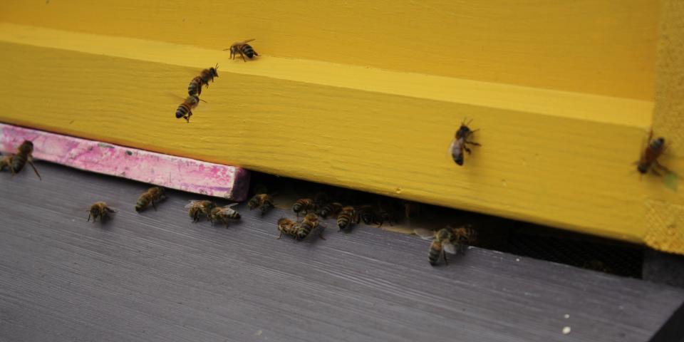 Bees orientating themselves to new home