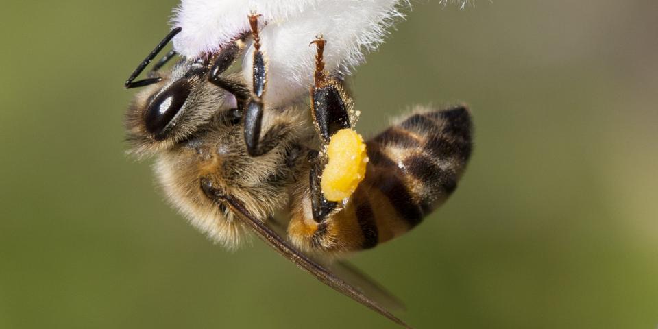 Bee on flower