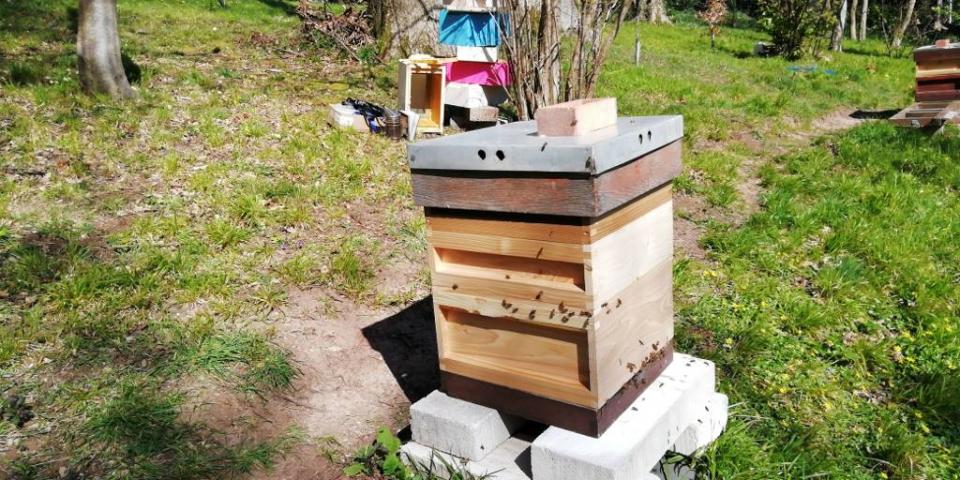 Nuc potted on into National hive