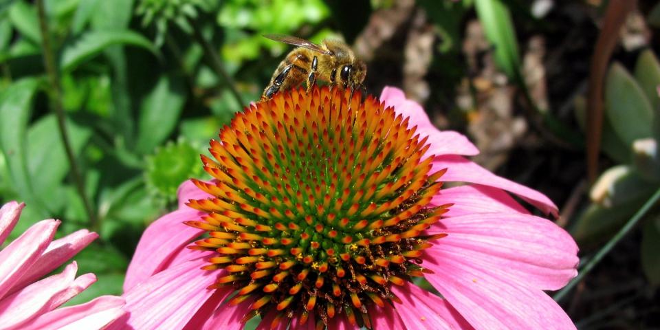 Bee on flower