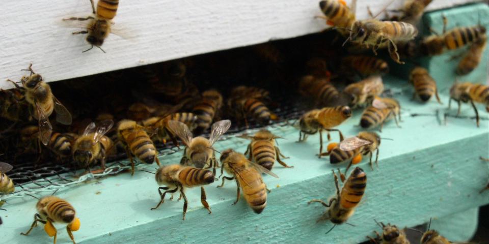 Honey bees bringing in pollen and other bees fanning at hive entrance