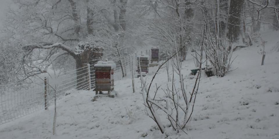 Apiary in the snow