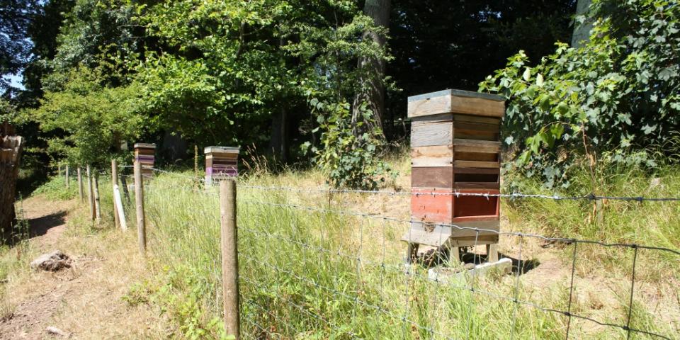 Apiary showing stacked supers