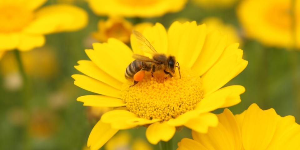 Honey bee in Jardin Botanique, Strasbourg