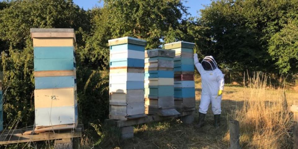 Honey bee colonies with large stacks of supers