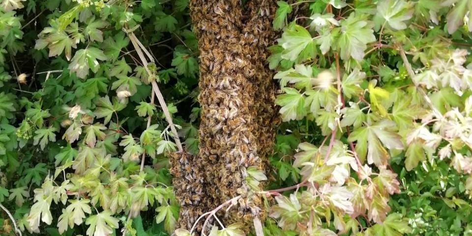 Swarm in a hedgerow