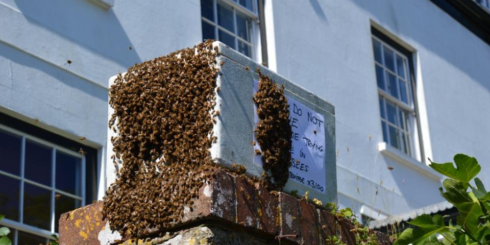 Swarm lured from roof space