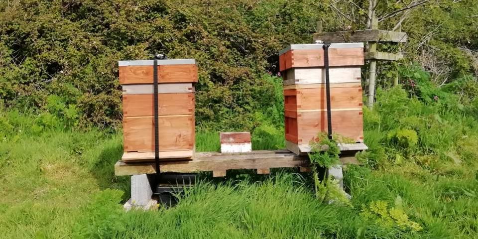 Two beehives on a hive stand